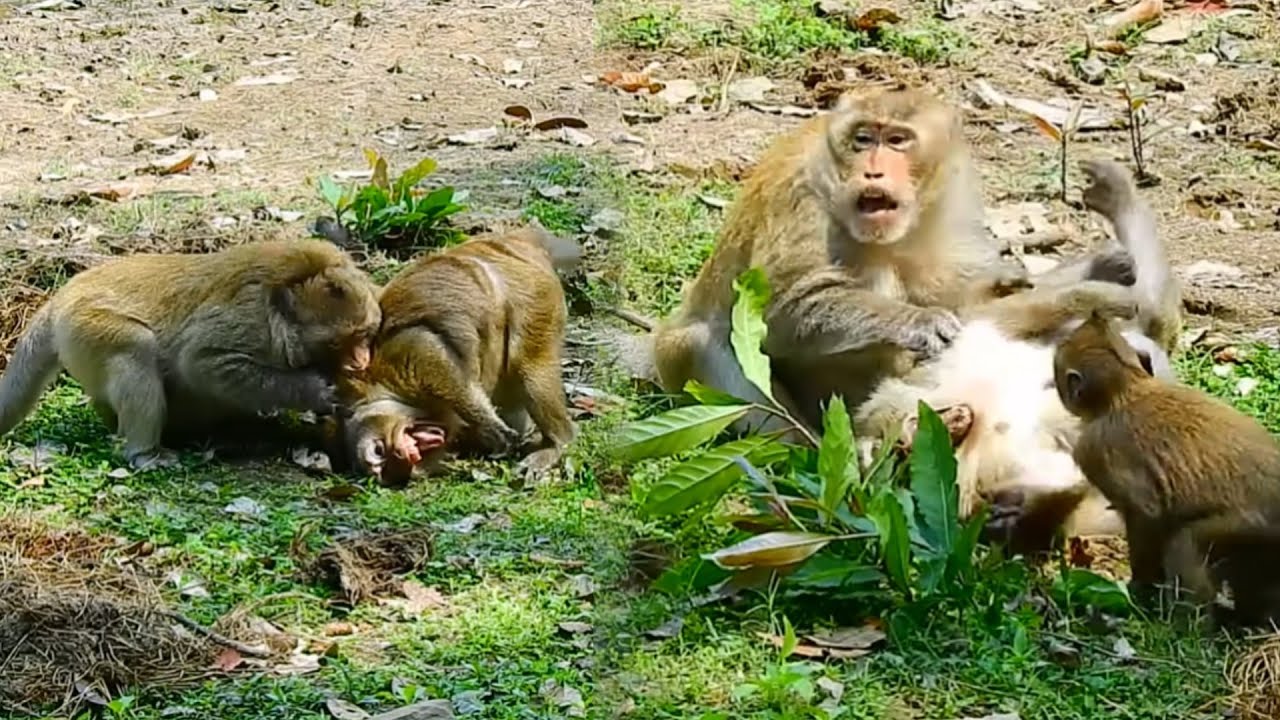 crying Terrifying poor female monkey Daisy got bad attacking by mad male monkey bite bite not releas