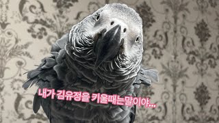 [김루이] 누나한테 잔소리하는 앵무새(2) #유정아영어숙제  #라떼는말이야 #고전영상