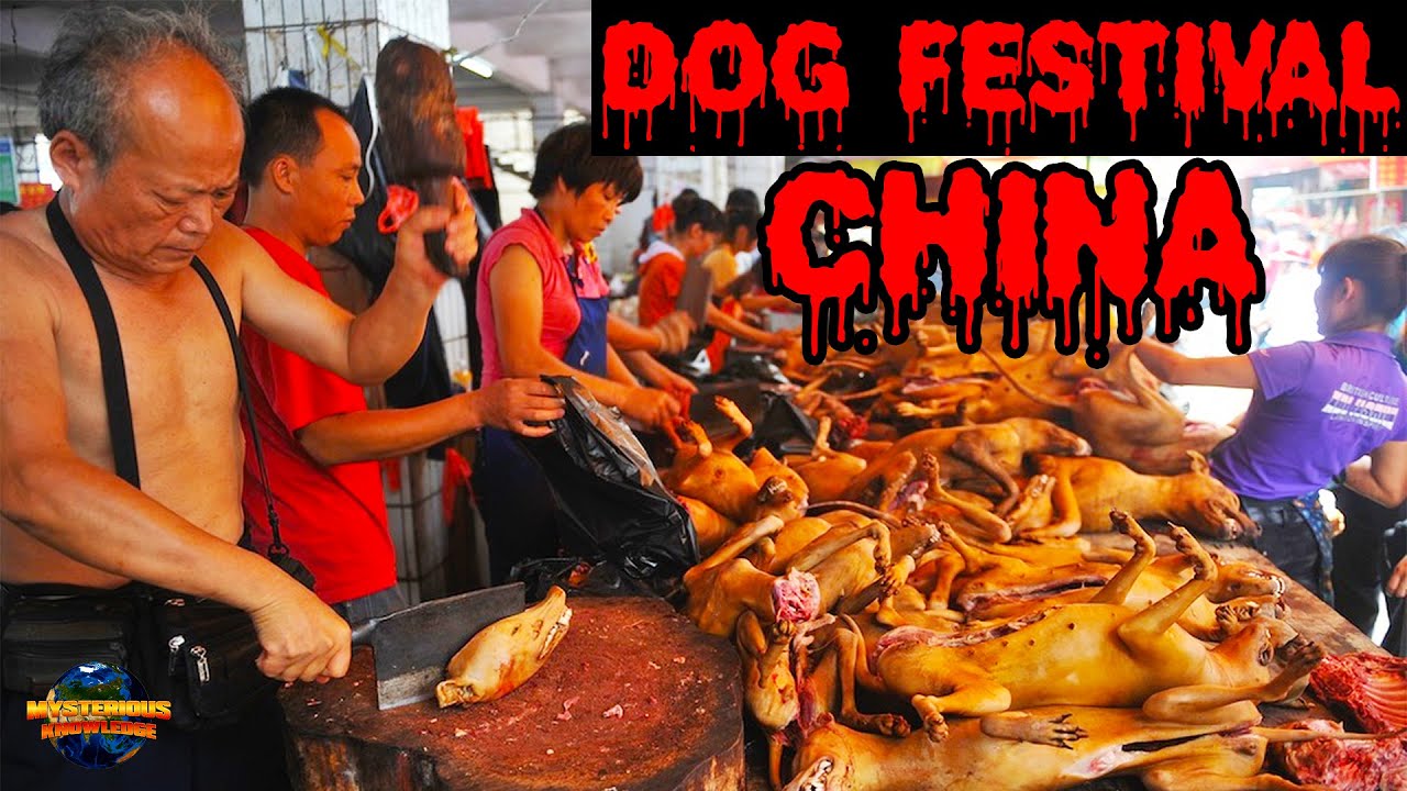 Dog Festival in China 2 करोड़ कुत्तों को मारकर खा जाते हैं चीन के लोग