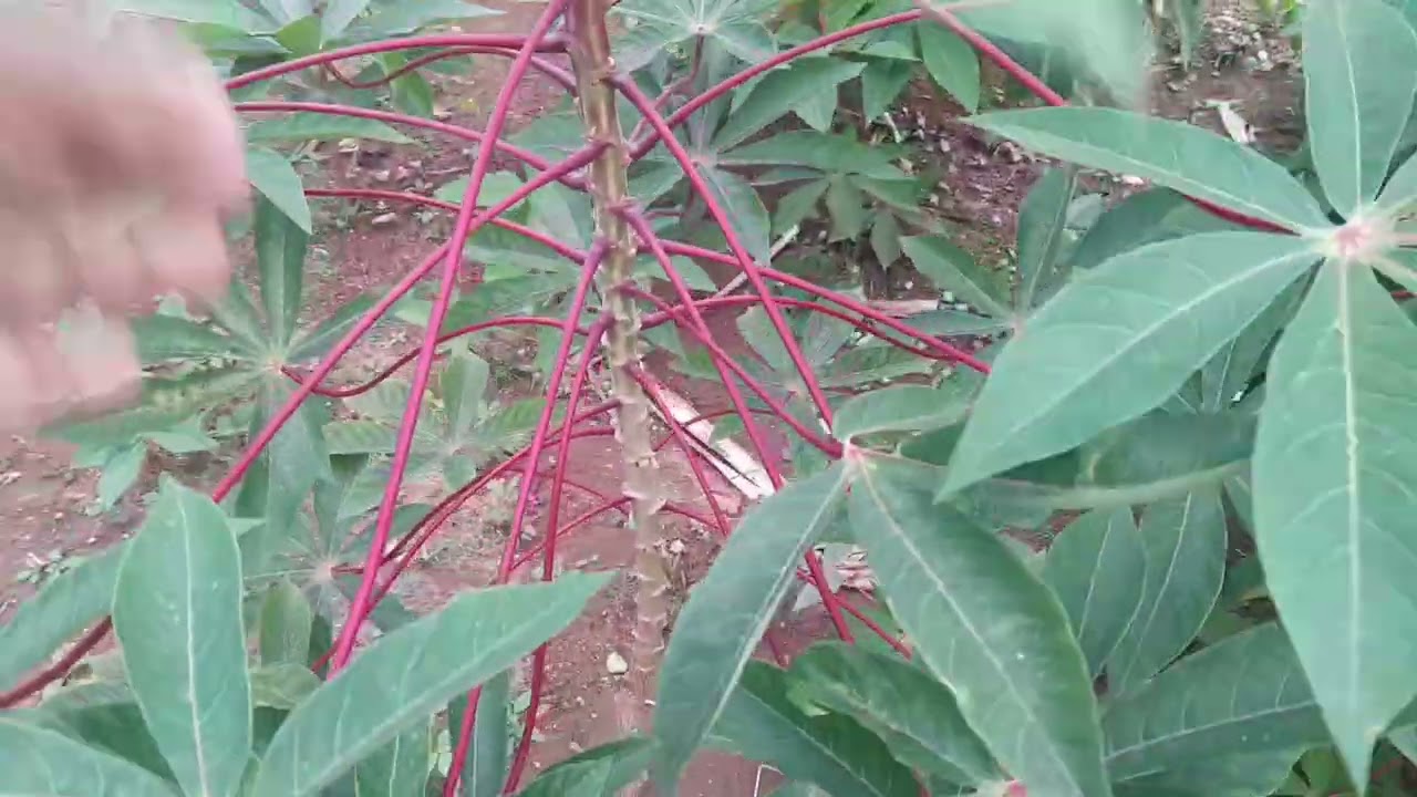 Muita chuva nesta quarta -feira  em Brasília. ...