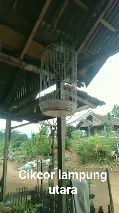 cikcor lampung utara tlg 40