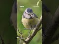 Blue tit chick vs Mr Fluffy the cat - BBC
