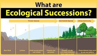 What is Ecological Succession?