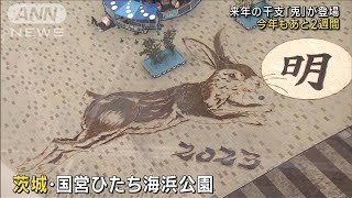 来年の干支「兎」が巨大地上絵に 羽子板に大谷翔平ら(2022年12月17日)