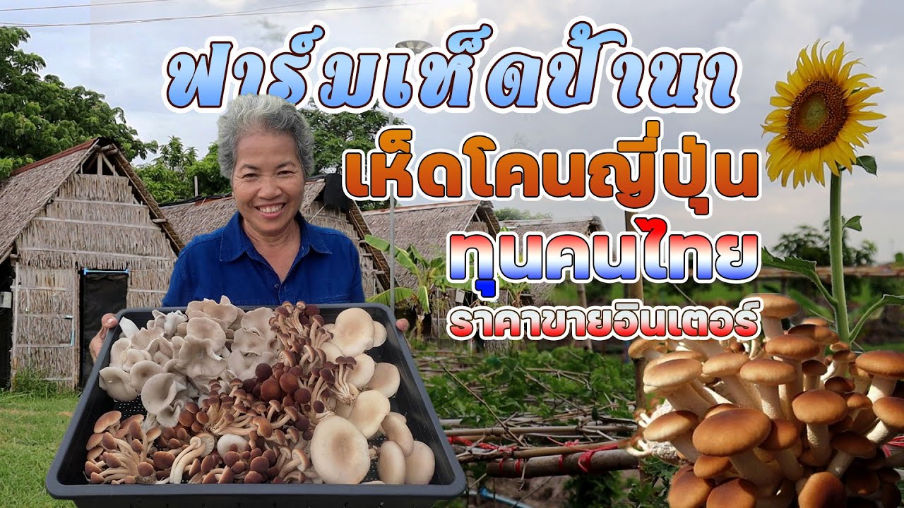 เห็ดโคนญี่ปุ่น ทุนคนไทย ราคาขายอินเตอร์ #เกษตรอารมณ์ดี