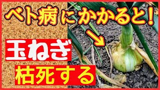 コレを使え玉ねぎ栽培で厄介なべと病を対策する最強の方法♪有効な治療薬【初心者・家庭菜園】