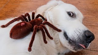Dog vs Robot Spider! Tarantula Attacks Puppy Bailey Prank Dog vs Robot Spider! Tarantula Attacks Puppy Bailey Prank