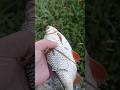 Крупная плотва #fishing #рыбалка #поплавок #неман