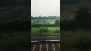 🌸 Water Lily Field | Amazing Nature View 🌿 #shorts