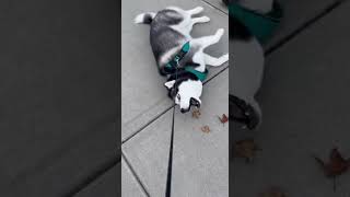 My Husky Threw an Epic Tantrum Because He Didn't Want to Go Home 😂