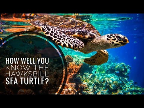Hawksbill Sea Turtle || Description, Characteristics and Facts!