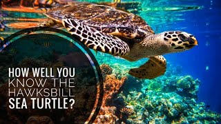 Hawksbill Sea Turtle || Description, Characteristics and Facts!