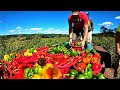 Colorful harvest on our vegetable farm