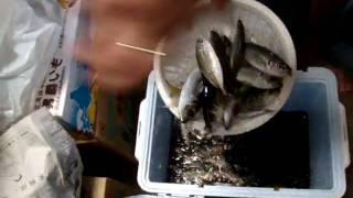 60th fishing - Oct 21, 09.wmv screenshot 4