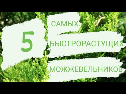 Видео: Как быстро растут спартанские можжевельники?