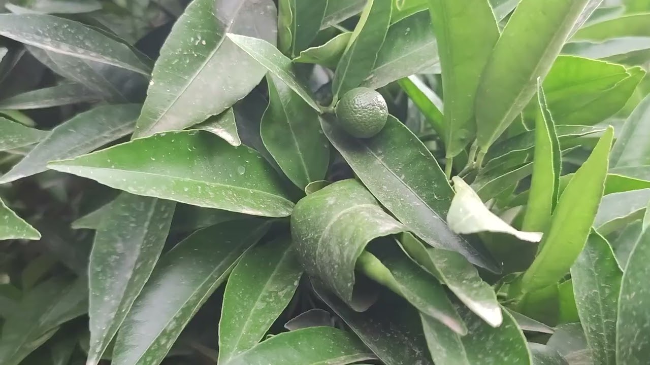 برنامج تسميد الحمضيات ( كلمنتين  نيلاس+ اوروقروندي) فترة التحجيم 🌳🌿🍊