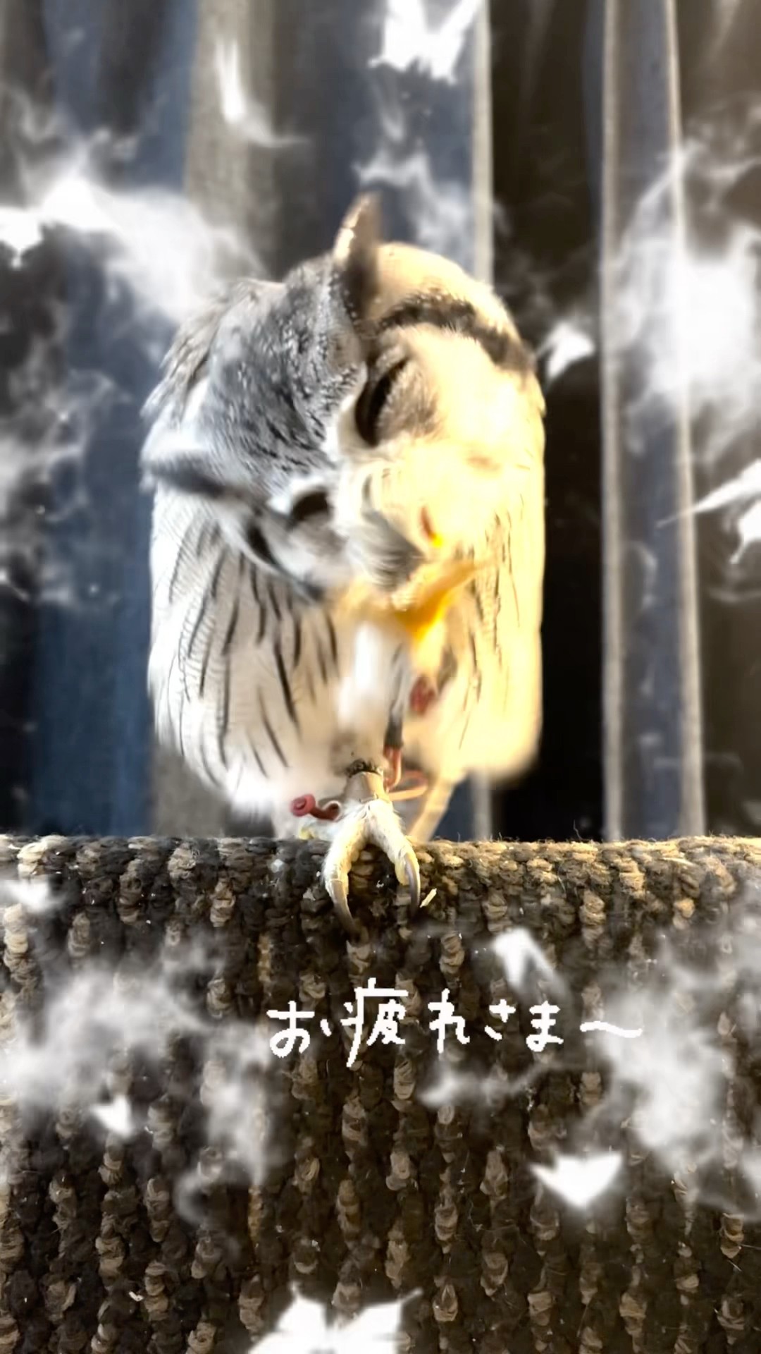 今日も素晴らしい1日ありがとほ#伊那下神社 #フクロウ #owl #松崎町