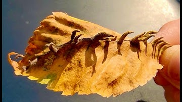 WHY Are Leaves CREATING SPIKES?? | Whacked-Out-Nature