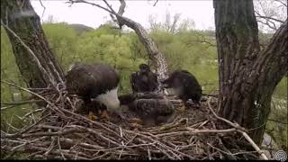 DECORAH EAGLES   5\/11\/2018   4:25 PM  CDT    MOM LEAVES WITH UME ON SKY WALK