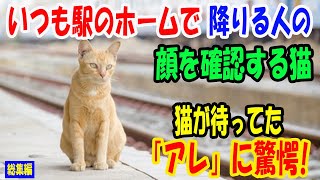 いつも駅のホームで降りる人の顔を確認している猫。猫が待っていた「アレ」に驚愕! 【猫の不思議な話】【総集編】