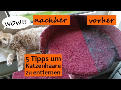 Video: So entfernen Sie Matten aus einem Hundemantel