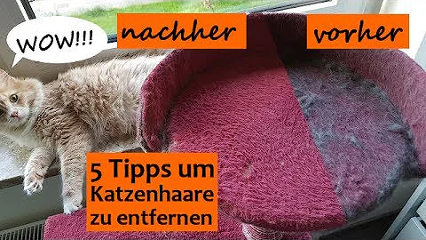 Was passiert wenn man Katzenhaare einatmet?