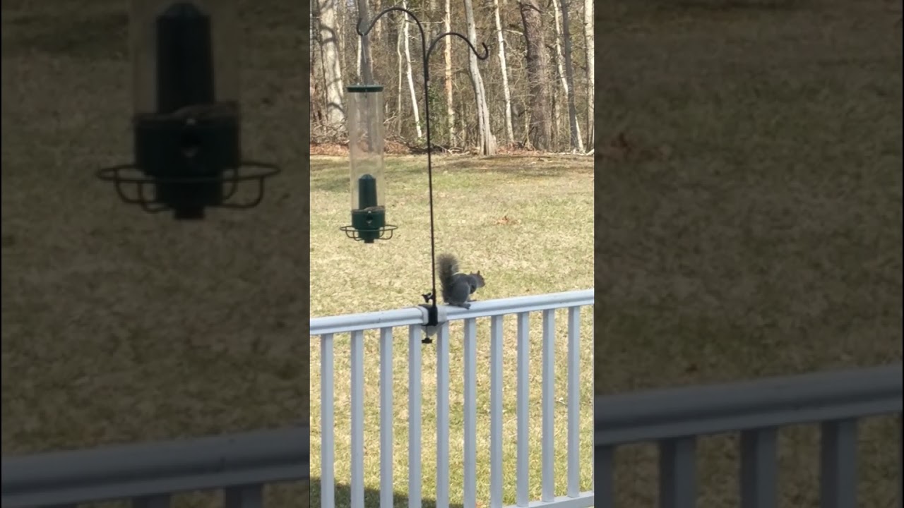 Squirrel Vs Spinning Bird Feeder Youtube