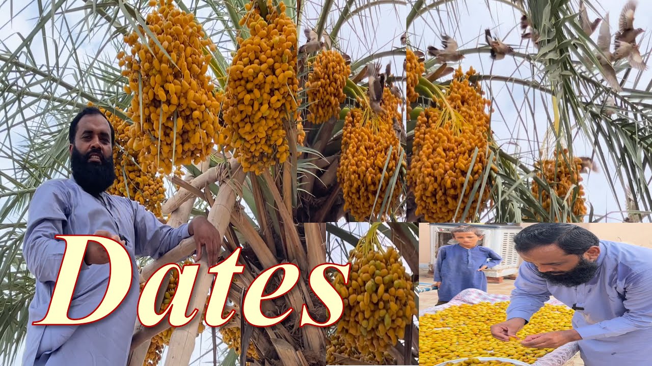 Dates Palm Harvesting in Village | Organic Dates Farming and Processing | Doctor Bhai Vlogs |