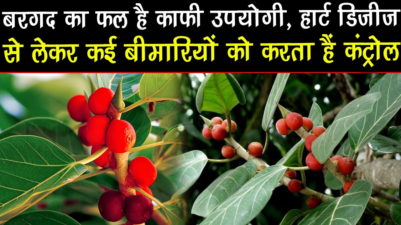Banyan fruit is very useful controls many diseases including heart disease  NewsHaat