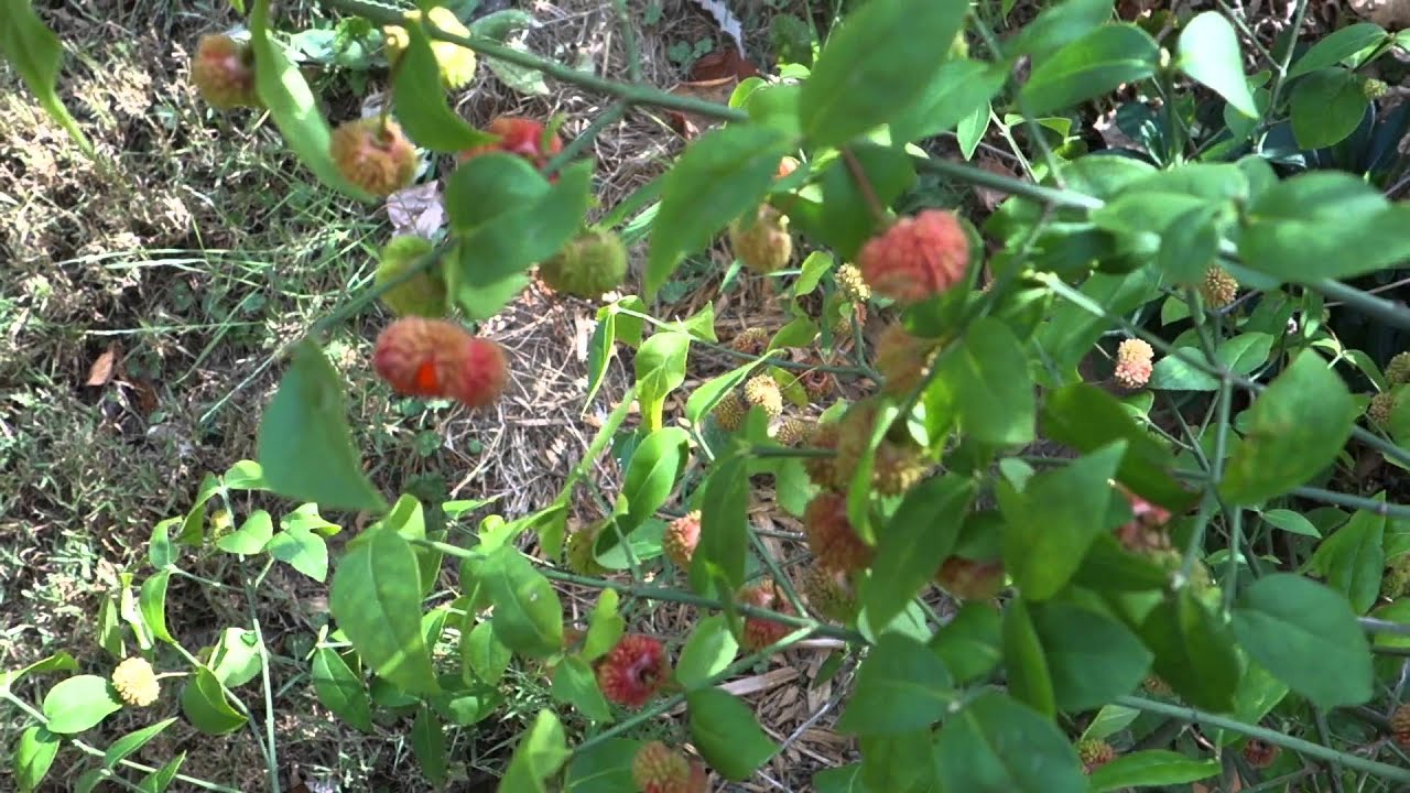 strawberry bush