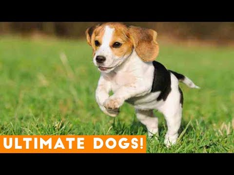 ultimate-cute-and-funny-dogs-of-2018-|-funny-pet-videos