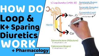 How do Loop & Potassium Sparing Diuretics Work? (+ Pharmacology)