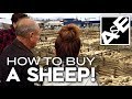 How to Buy a Sheep!