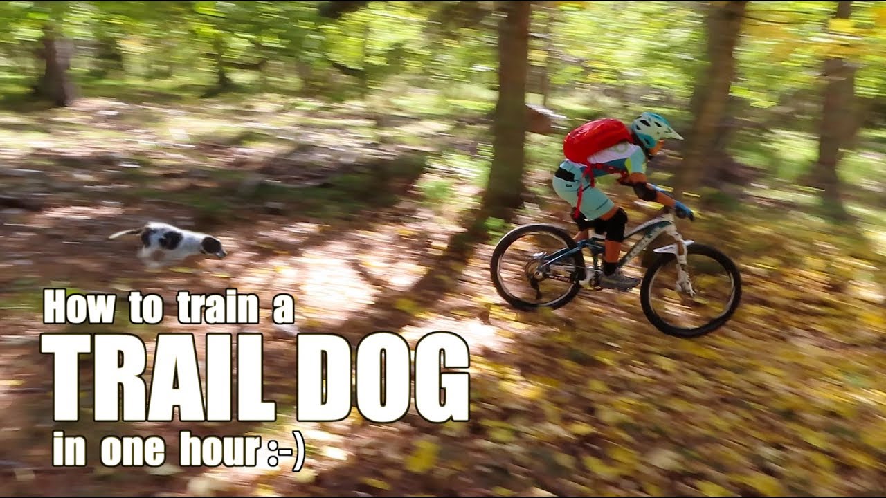 How to train a Trail Dog in one hour ;-)