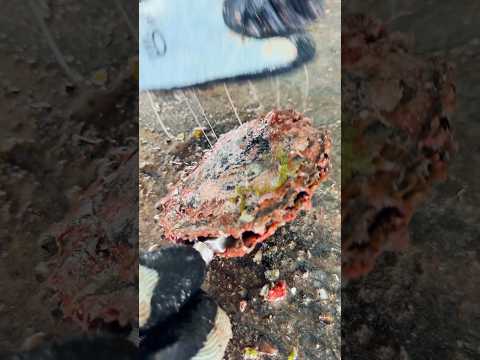 Raihan - Iman Mutiara (Lirik Video)