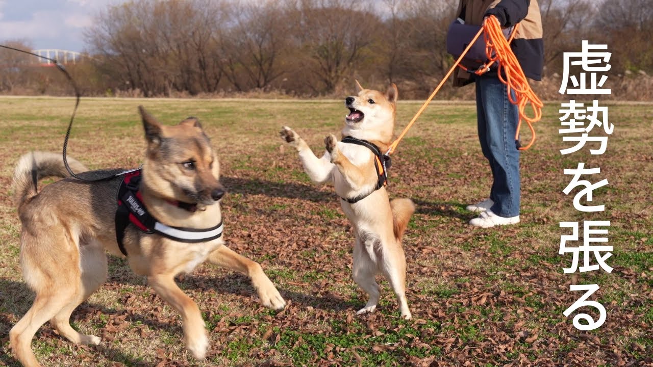 虚勢を張る豆柴がこちらです。 - YouTube