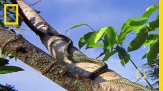 Flying Snakes... and Leaping Lizards | National Geographic