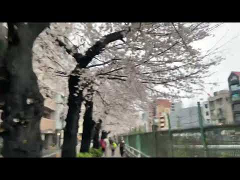 2023年3月26日　桜　山手線一周全駅歩きの日2023にて