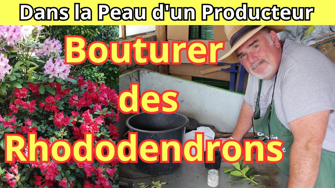 Les tapes Essentielles pour Bouturer des Rhododendrons