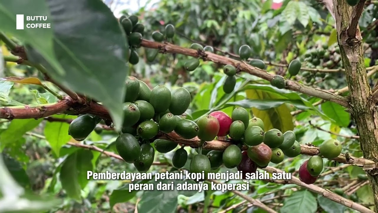 Video Profil Koperasi Mitra Sejati Jaya - Sait Buttu Saribu Sidamanik - Simalungun