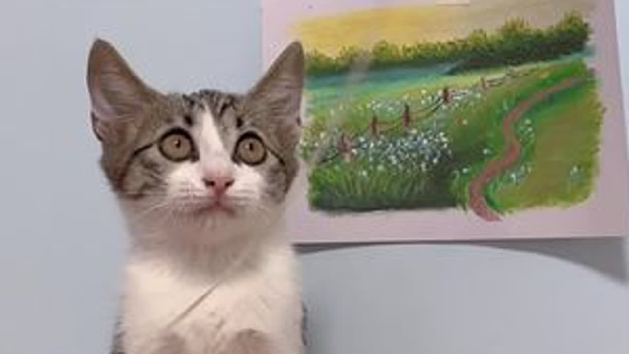 小五的新名字叫然然，然然在新家很好哦～大家别担心#卷耳猫花卷