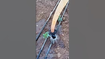 Watering or irrigating young plants in a garden
