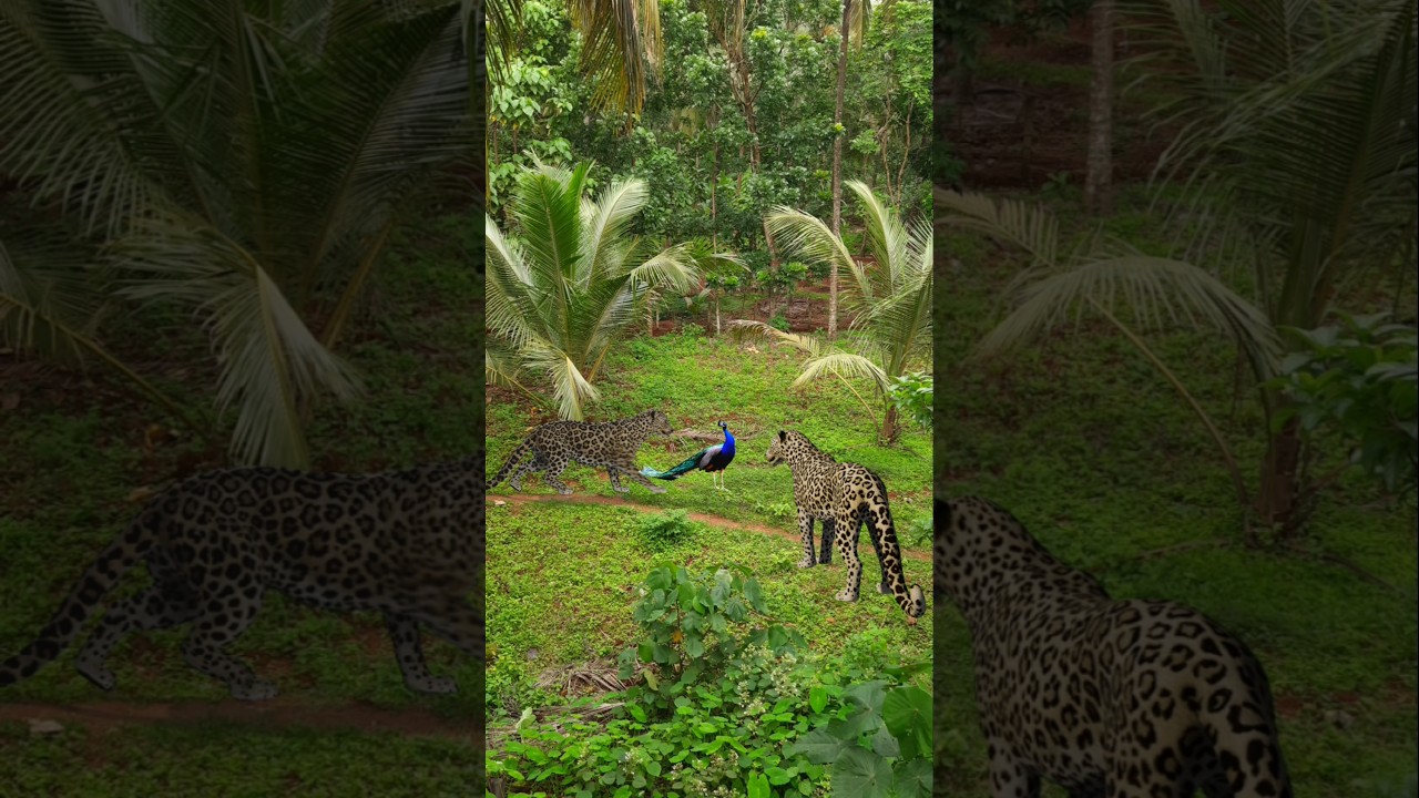 Peacock catching on leopard 🙉 
