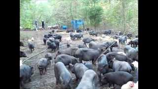 Prissy and Bomber Rescued Over 100 Hungry and Needy Pigs!