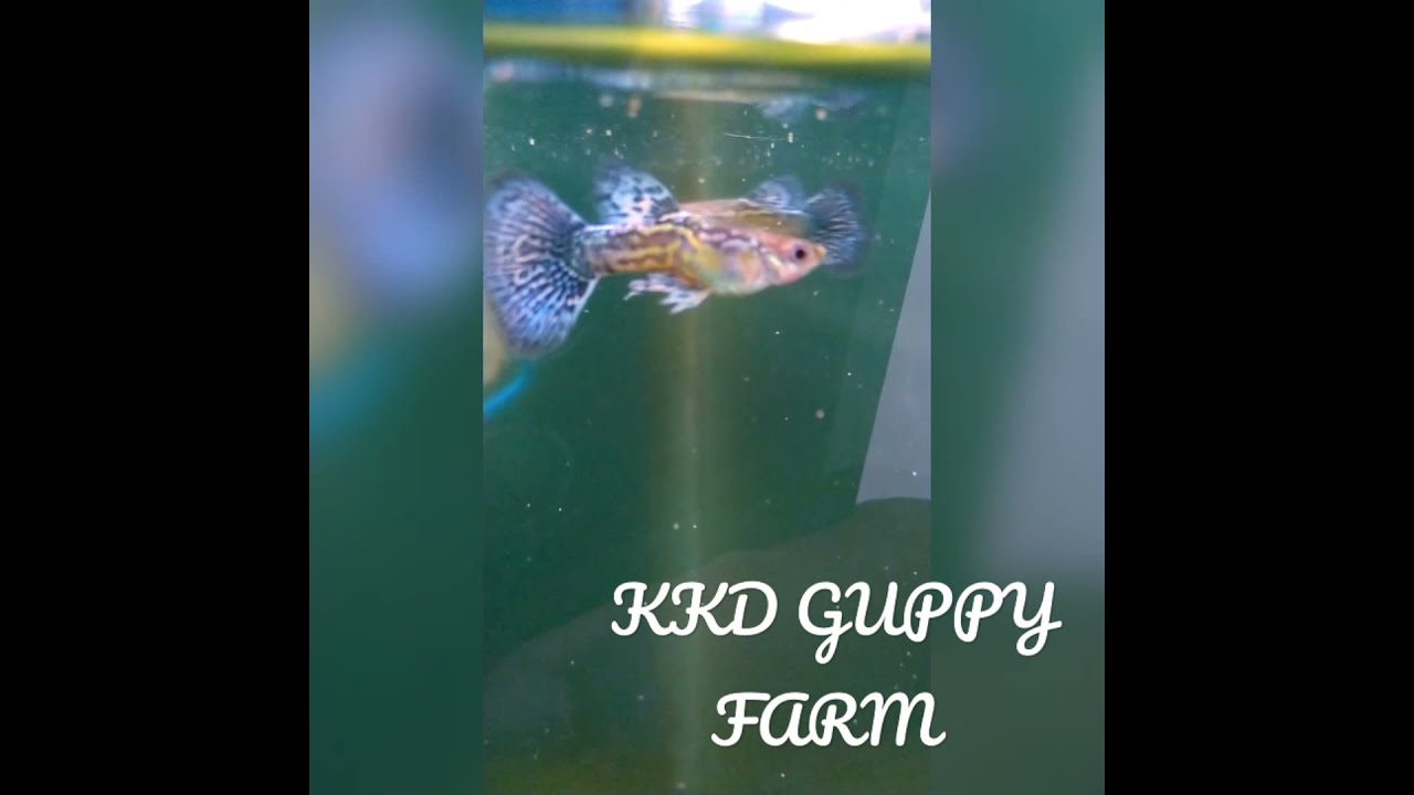 Blu Dragon HD Big Ear