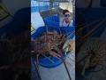 Rough Days 😮💨 #skyes_the_limit_fishing #commercialfishing #fishingdaily #fyp #lobster #workout