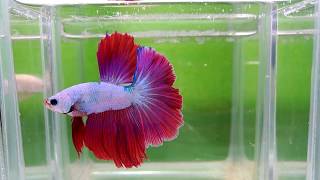 大台南展示級鬥魚 171105-4 HM