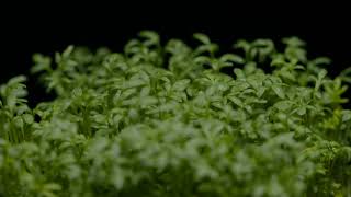 Healthy Food Cress Green Macro Shot 02 - Free (for commercial use) Footage - 4K