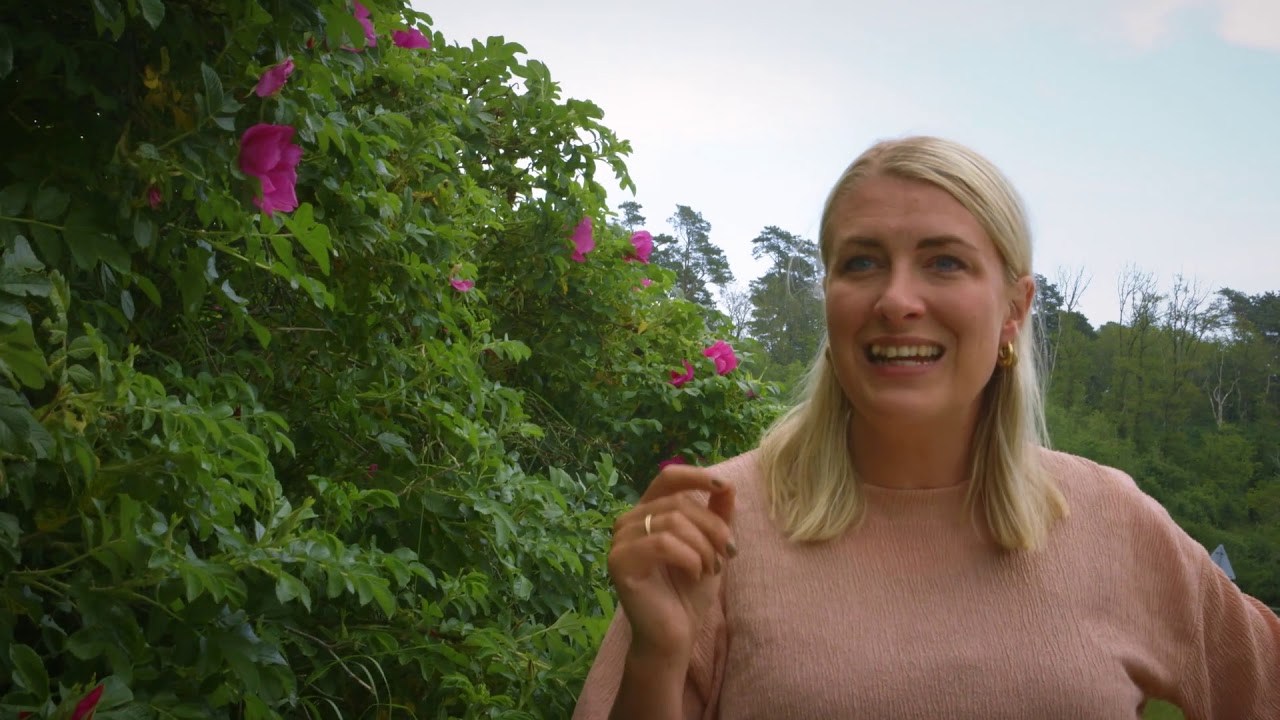 99 arter at se før du bliver voksen: RYNKET ROSE