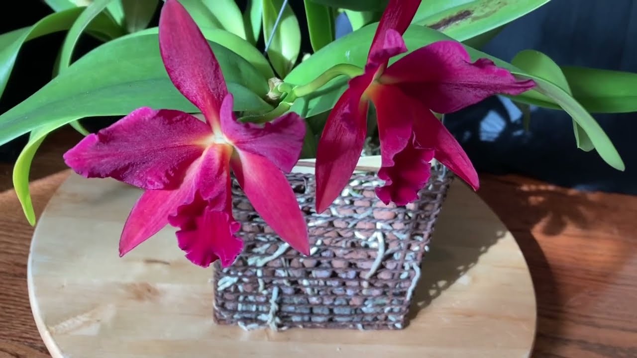 The Valentine Orchid: Cattlianthe Jewel Box ‘Dark Waters’